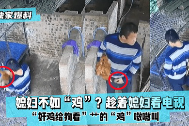 独家爆料媳妇不如鸡趁着媳妇看电视奸鸡给狗看艹的鸡嗷嗷叫