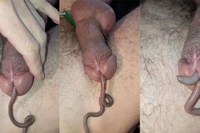 蚯蚓钻马眼恶趣味癖好