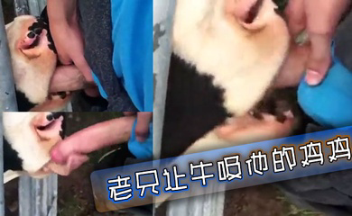 老兄让牛吸他的鸡鸡